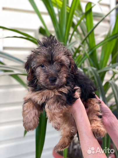 Йоркширский терьер щенки стандарт