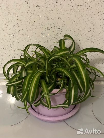 Хлорофитум кудрявый Бонни