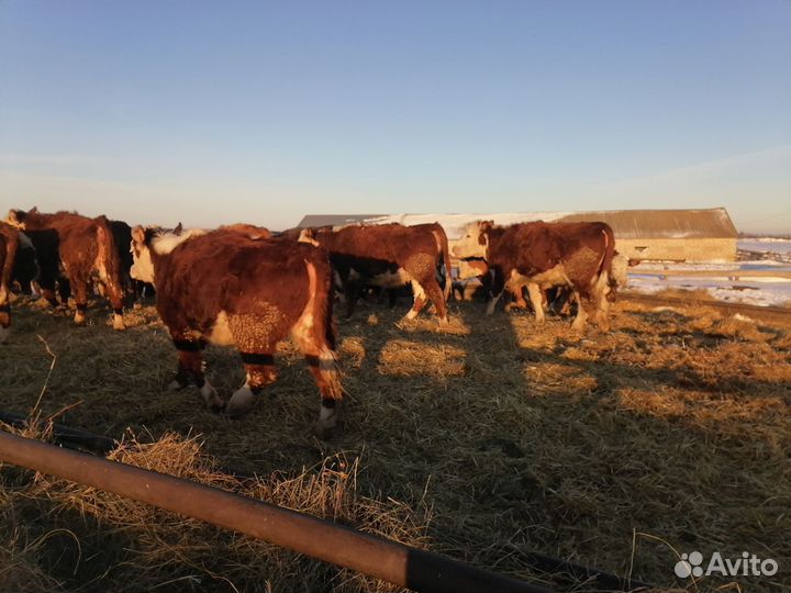 Тёлки герефордской породы