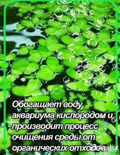 Роголистник прополка