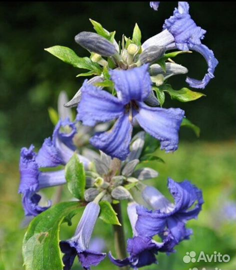 Малина ремонтантная, луковицы лилии