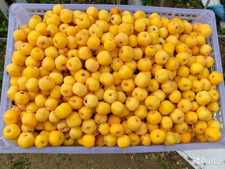 Продаю ранетку