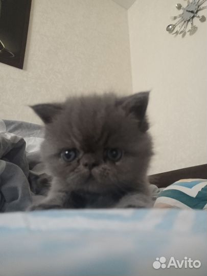 Бронь котенок экзот