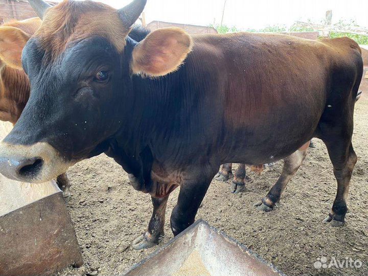 Быки Джерси