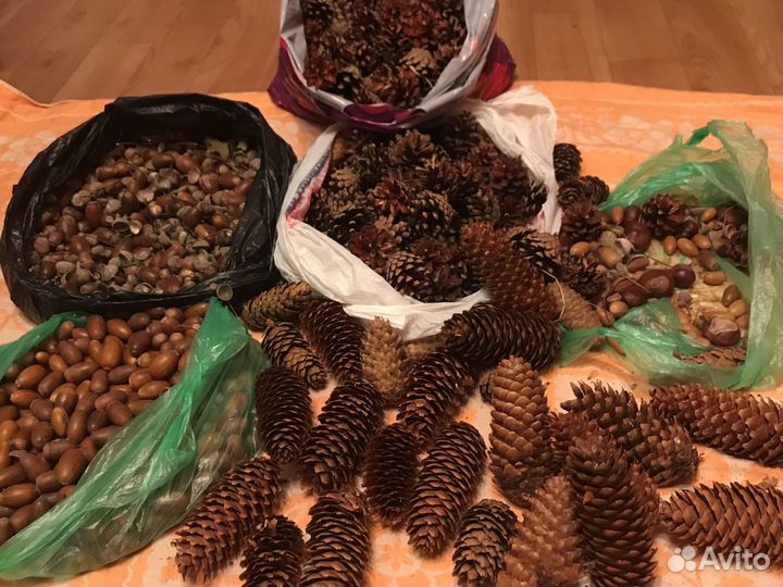 Шишки,желудь, каштан