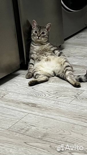 Кот британец 10 месяцев