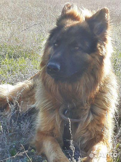 Ищем невесту