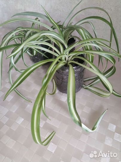 Хлорофитум Курчавый Бонни
