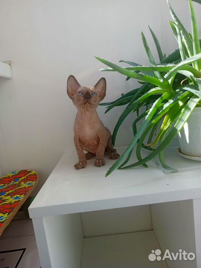 Котята Канадского сфинкса