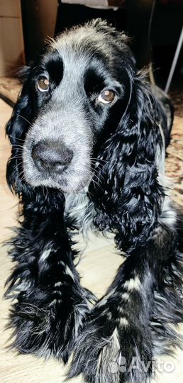 Русский спаниель