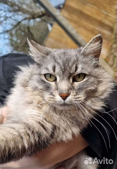 Кошка мышеловка