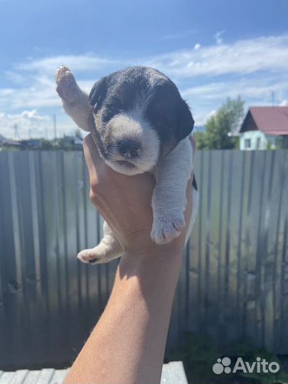 Фокстерьер