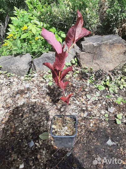 Саженцы черемухи пурпурнолистной