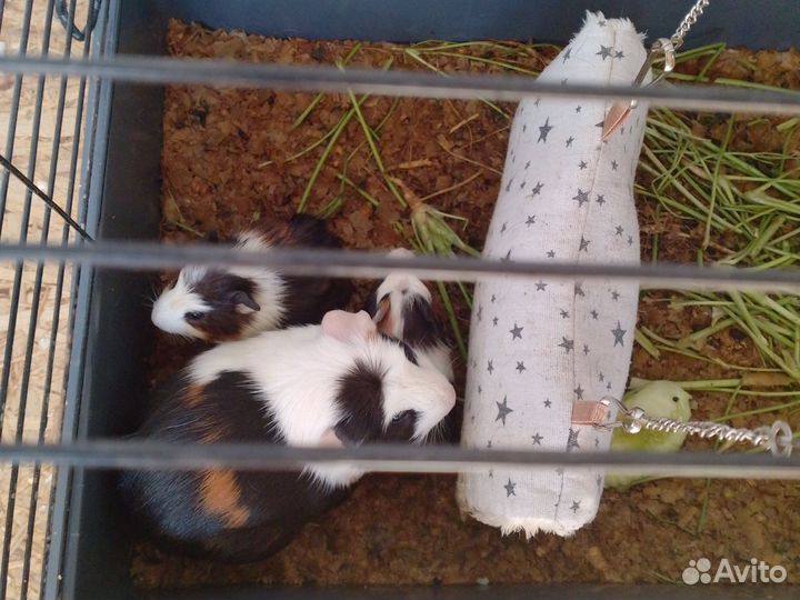 Морская свинка