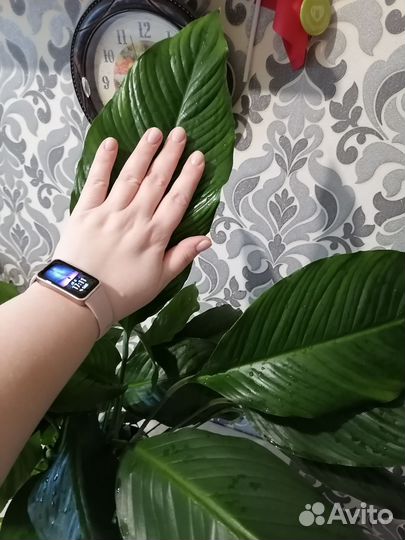 Спатифиллум