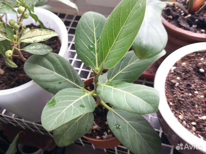 Фикус бенгальский одри