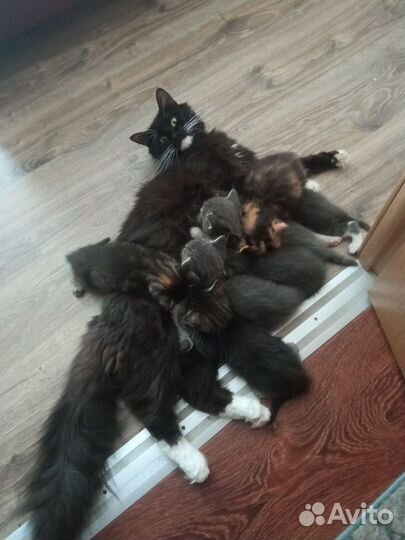 Котята мейн-кун в добрые руки