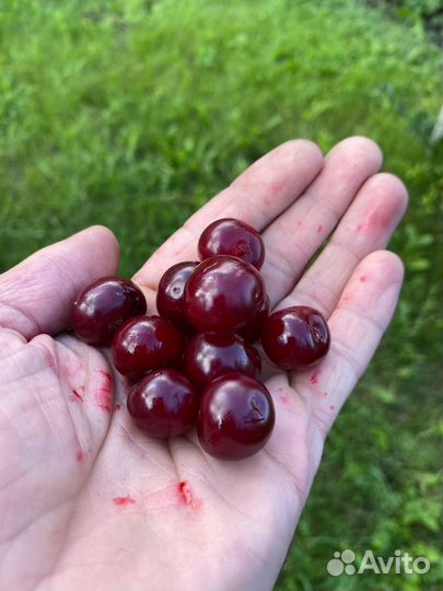 Вишня на вино