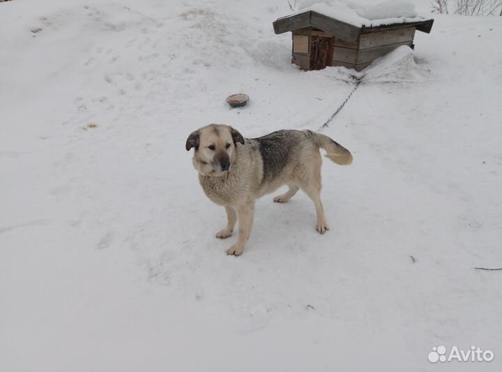 Верный пес, Белый волк, ждет новых хозяев