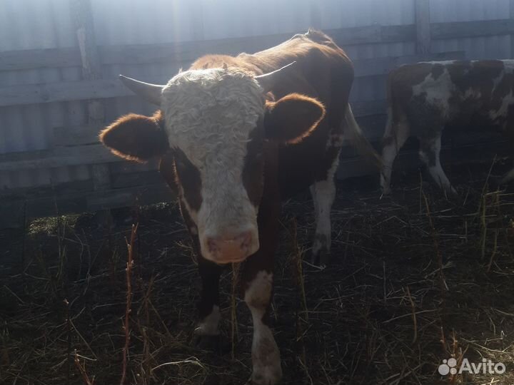 Коровы быки телки