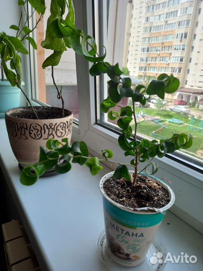 Фикус Барок