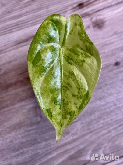 Алоказия форниката аурея