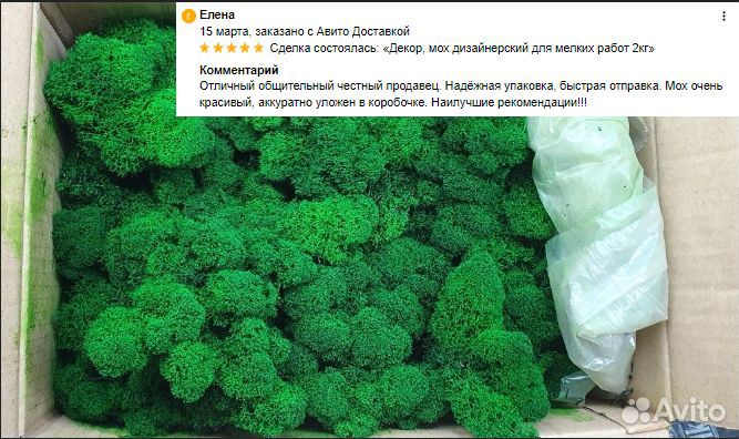 Стабилизированный мох для декора ягель кочка