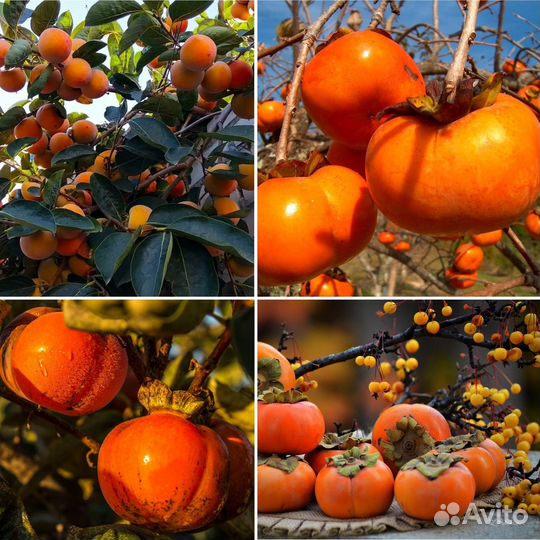 Саженцы хурмы (Шарон, гора Говерла, Инжирная)