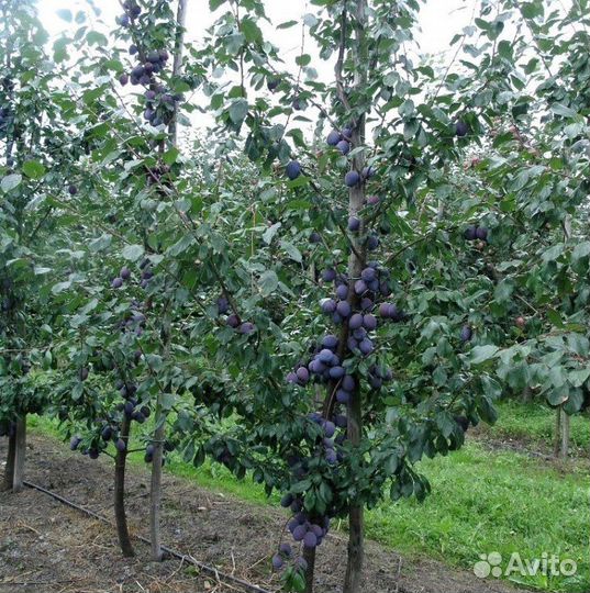 Саженцы черной сливы