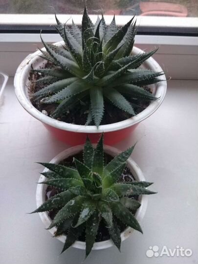 Алоэ Аристата (остистое)