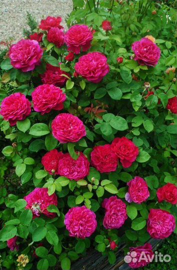 Роза Софи Роуз английская селекция Д. Остина