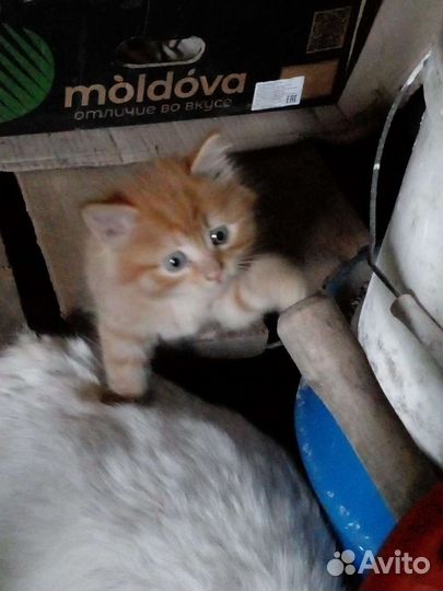 Кошки в добрые руки