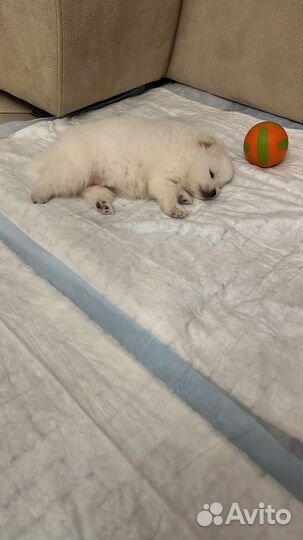 Щенки шпица мини