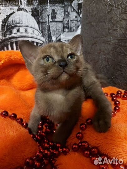 Бурманские котятки