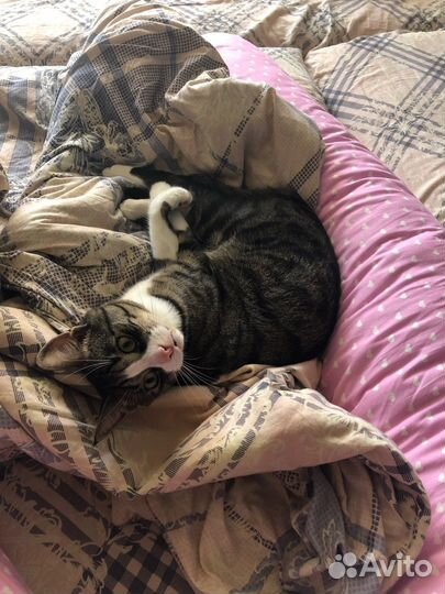 Мега ласковый котик