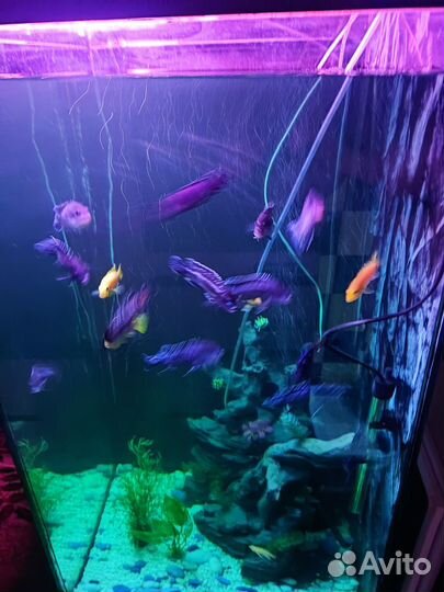 Аквариум с тумбой 180 литров