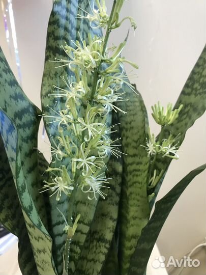 Сансевиерия цветущая (щучий хвост)