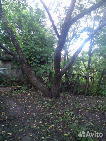 Ствол дерева