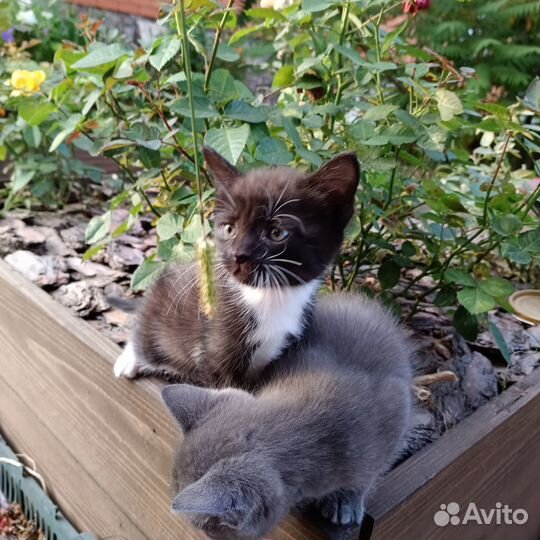 Британские котята