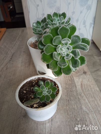 Эхеверия щетинистая, суккулент