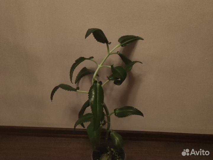 Каланхоэ лечебное