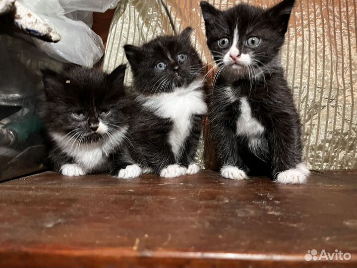 Котята черные