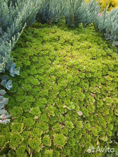 Набор почвопокровников