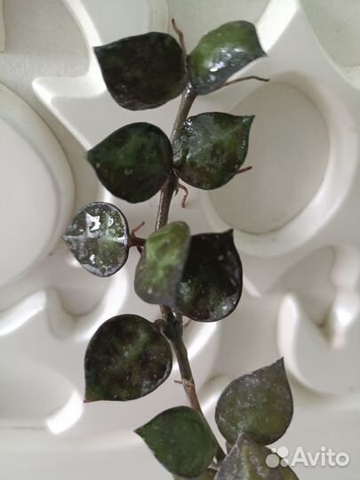 Хойи мелколистные