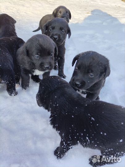 Щенки лабрадора