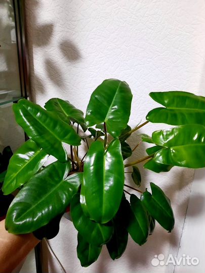 Филодендрон бурле маркс