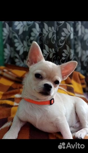 Вязка кобель чихуахуа