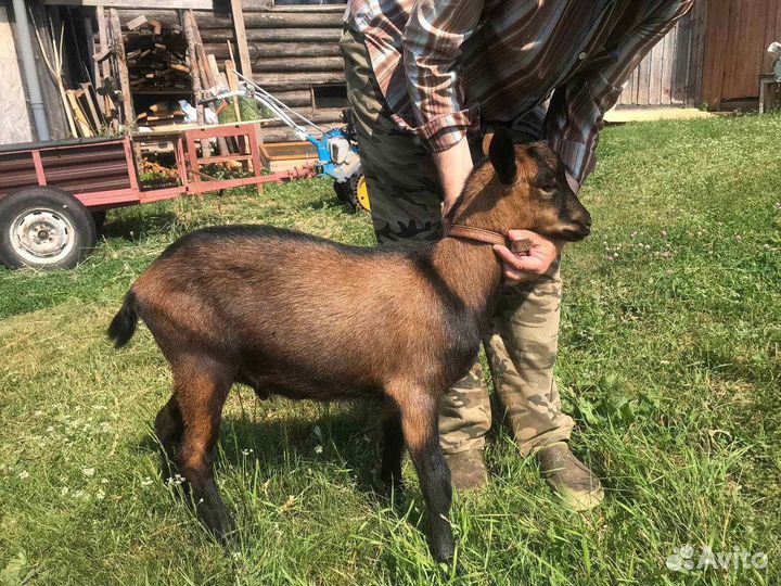 Козочка и козлик