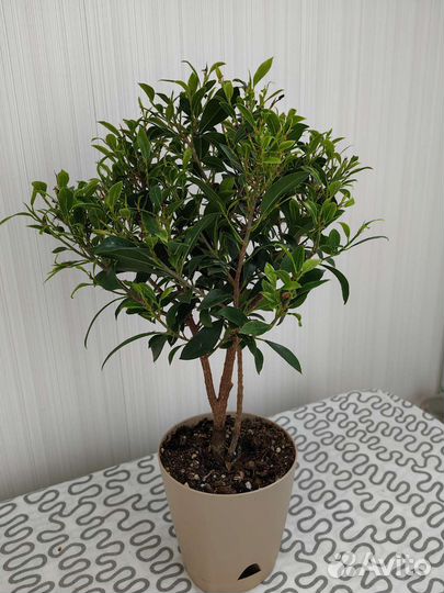 Фикус микрофилла