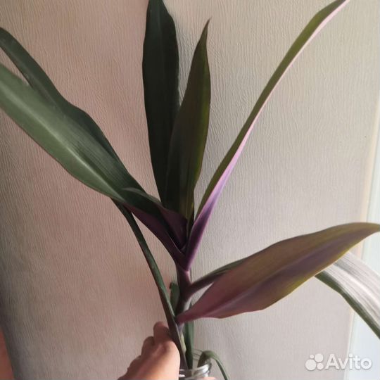 Рэо, Секретазия пурпурная